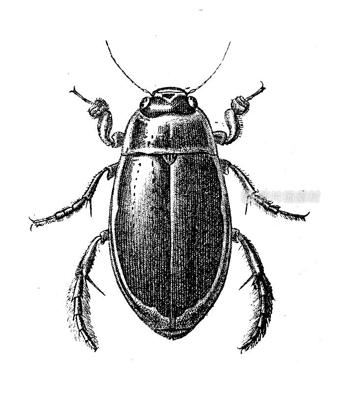 古董动物插图:大潜水甲虫(Dytiscus marginalis)